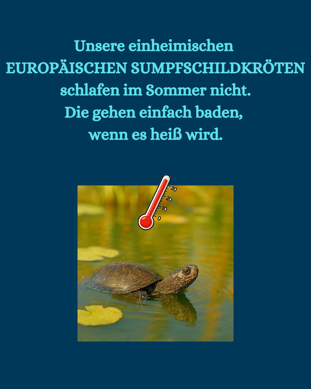 Ki generiertes Bild einer schwimmenden Europäischen Sumpfschildkröte. Text: Unsere einheimischen  Europäischen Sumpfschildkröten schlafen im Sommer nicht. Die gehen einfach baden,  wenn es heiß wird.