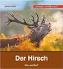Kindersachbuch Natur Rothirsch