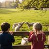 Kinder stehen an einem Weidezaun und beobachten mit großem Interesse eine Gruppe junger Lämmer. Die Szene vermittelt kindliche Neugier und Tierliebe – perfekt passend zum Igelheft „Das kleine Schaf wird groß“. Dieses Sachheft erklärt kindgerecht den Lebenszyklus von Schafen, ihre Pflege und Aufzucht – ein ideales Vorlese- und Entdeckerbuch für Kinder ab Kita- und Vorschulalter.