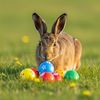 Osterhasengedichte für Kinder Infos über Hasen für Kinder