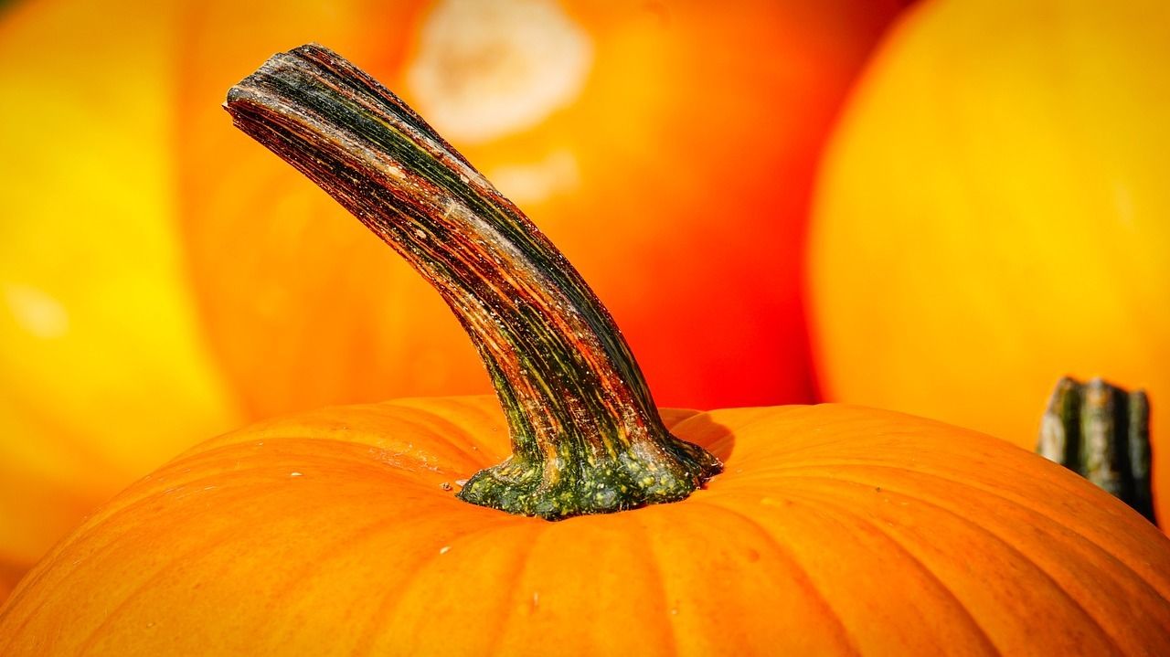 Halloween kindgerecht erklärt