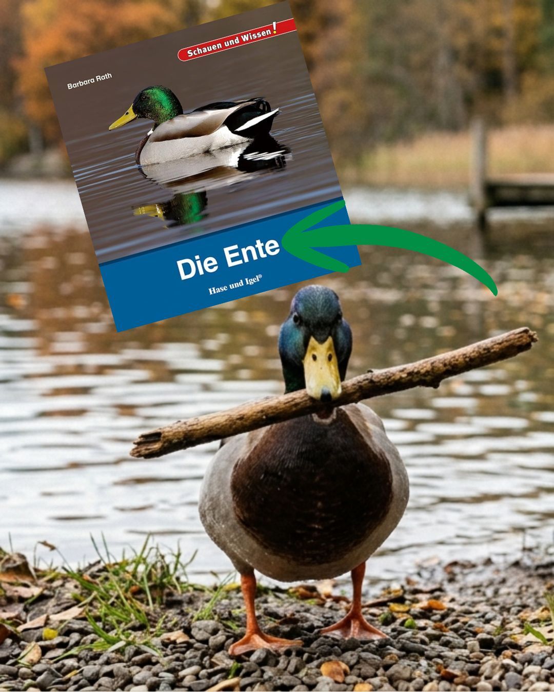Stockente am Ufer eines Gew&auml;ssers - sie apportiert einen Stock - ingeneriertes Bild