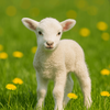 Niedliches Lamm im Löwenzahn – Frühling pur für Kinder 🐑🌼 Junges Lamm steht auf grüner Frühlingswiese mit blühendem Löwenzahn – fröhliches Tierbild voller Natur, Kindlichkeit & Lebensfreude 🐑🌿