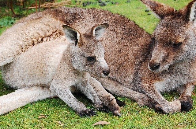 Kinderbuch Australien