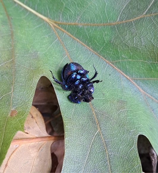 toter Waldmistkäfer, der auf einem Eichenblatt liegt, Bauch ober